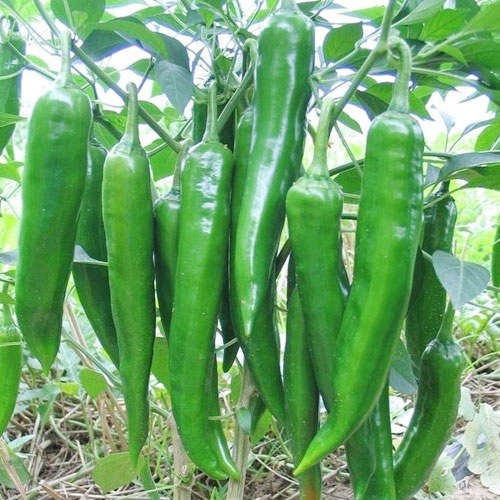 青椒-蔬菜配送-深圳市蔬鲜生农业有限公司