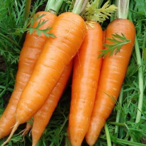 胡萝卜-蔬菜配送-深圳市蔬鲜生农业有限公司